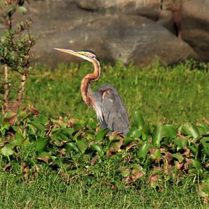 Purple Heron