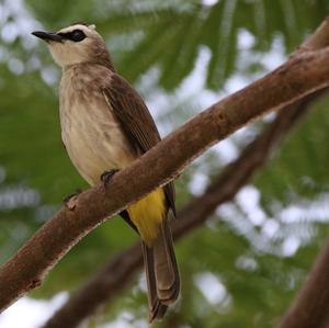 Yellow-vented Bulbul