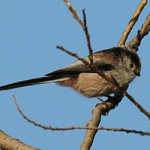 Long-tailed Tit