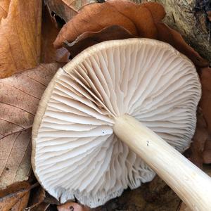 Broad-gilled Agaric