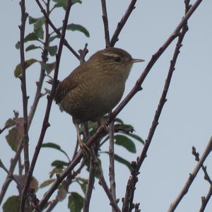 Winter Wren