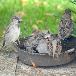 House Sparrow