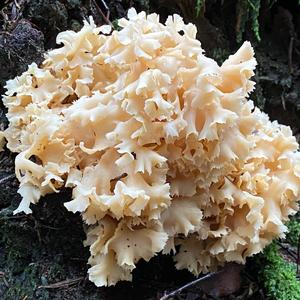 Eastern Cauliflower Mushroom