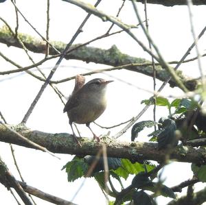 Winter Wren