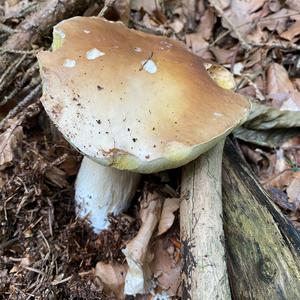 King Bolete