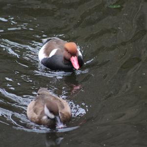 Red-crested Pochard