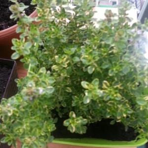 Thyme (Common)