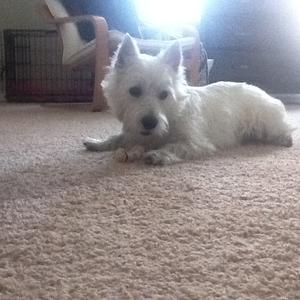 West Highland White Terrier