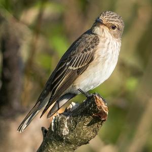 Spotted Flycatcher