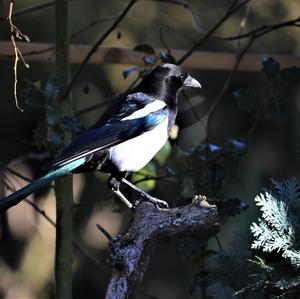 Black-billed Magpie