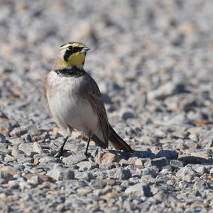 Horned Lark