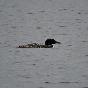 Common Loon