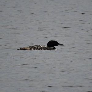 Common Loon