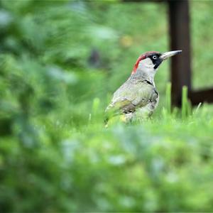 Eurasian Green Woodpecker