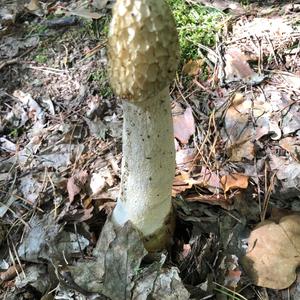 Stinkhorn, Common