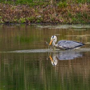 Grey Heron