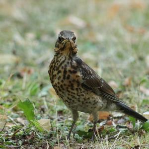 Fieldfare