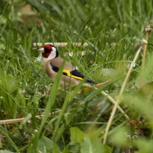 European Goldfinch