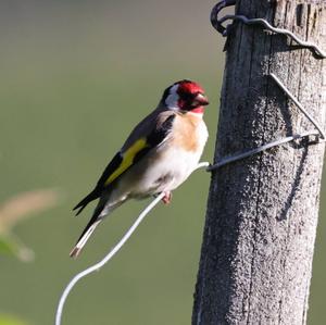 European Goldfinch