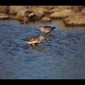 Dunlin