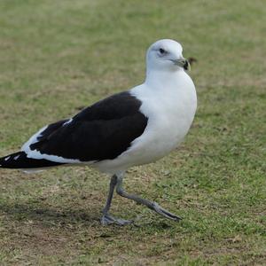 Kelp Gull