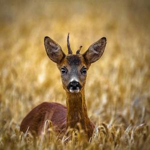 European Roe Deer