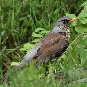 Fieldfare