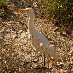 Cattle Egret