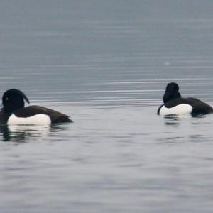 Tufted Duck