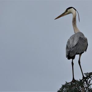 Grey Heron