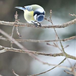 Blue Tit