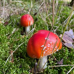 Fly Agaric