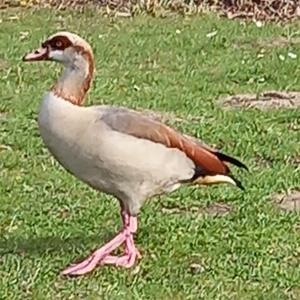 Egyptian Goose