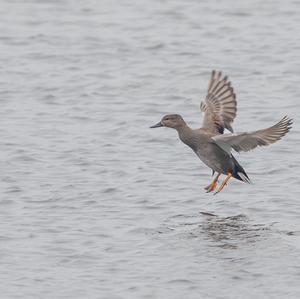 Gadwall