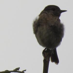 European stonechat