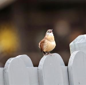 Carolina Wren