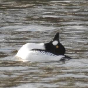 Common Goldeneye