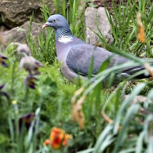 Common Wood-pigeon