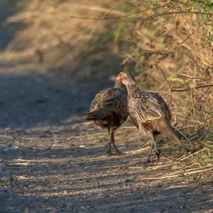 Common Pheasant