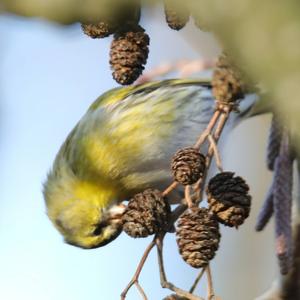 Eurasian Siskin