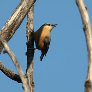 Wood Nuthatch