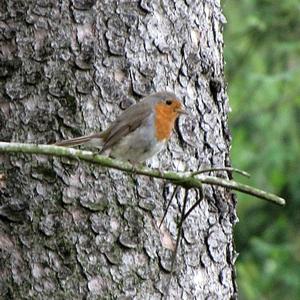 European Robin