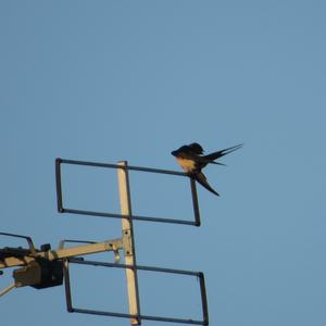 Barn Swallow