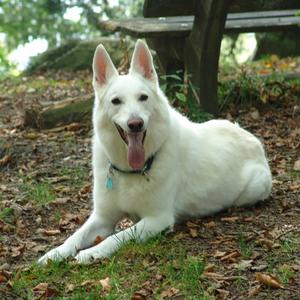 Berger Blanc Suisse