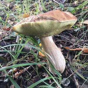 Bay Bolete