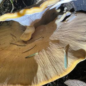 Black-staining Polypore