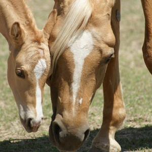 Palomino (Farbe)