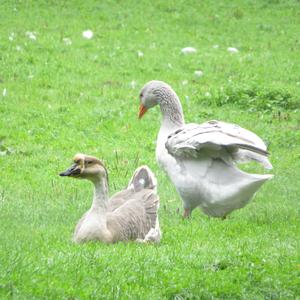 Greylag Goose