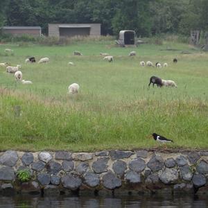 Eurasian Oystercatcher