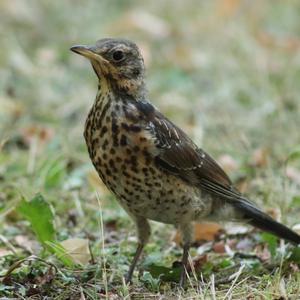 Fieldfare